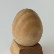 6月 クスノキの木のたまご