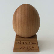 4月 ヤマザクラの木のたまご+ スタンドセット
